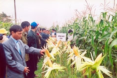 Vị thế hạt giống ngô lai Việt Nam
