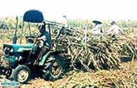 Giá mía tăng là một nguyên nhân.