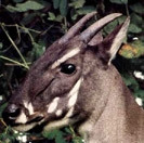 Bảo vệ loài thú quý sao la