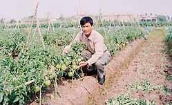 Kiểm tra sự sinh trưởng
của cây cà chua C95.