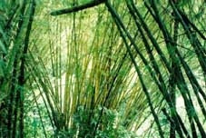 Xử lý nước thải bằng cánh đồng lau sậy