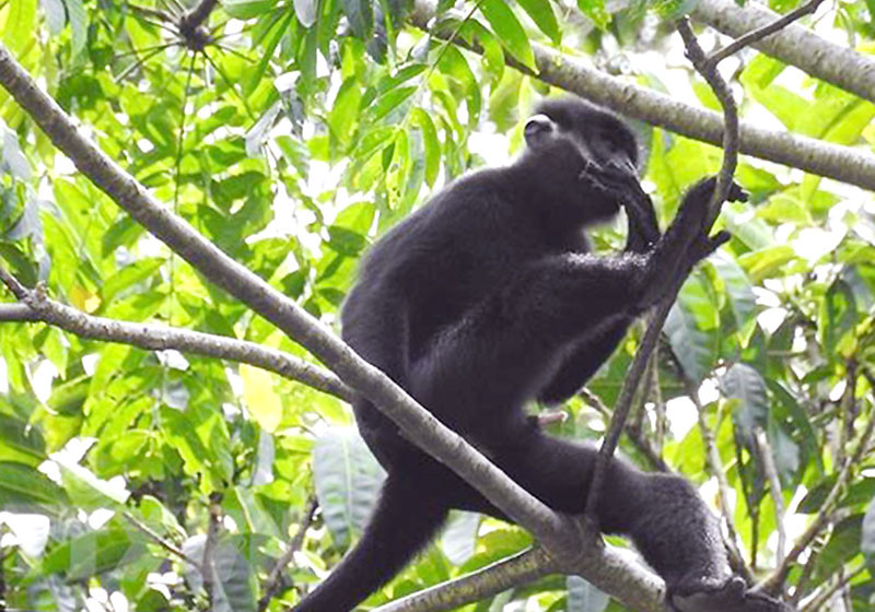 Một cá thể trong đàn voọc gáy trắng quý hiếm sinh sống tại vùng rừng núi tự nhiên, thuộc địa bàn bản Cha Ly và Sê Pu, xã Hướng Lập. 