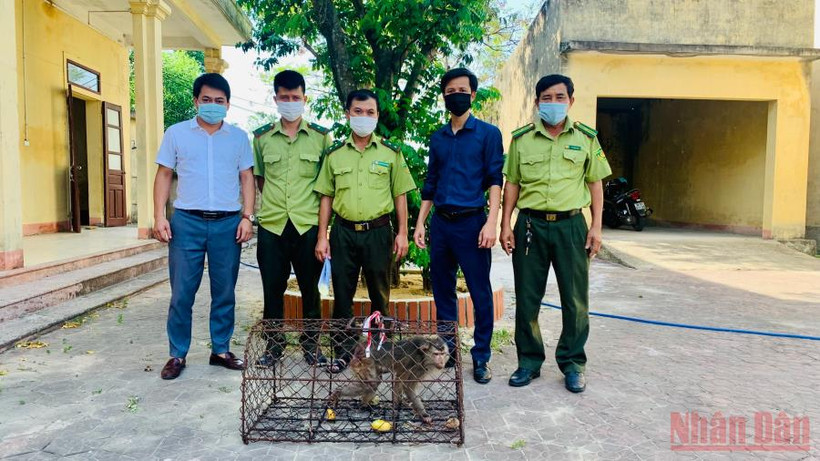 Từ năm 2021 đến nay, Vườn quốc gia Vũ Quang đã tiếp nhận 220 cá thể động vật hoang dã do người dân và lực lượng chức năng bàn giao.