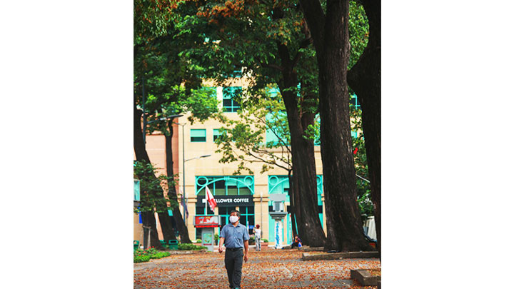 Mùa chò nâu trong gió