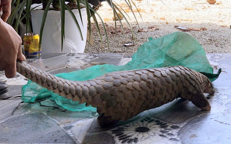 Lực lượng chức năng phát hiện tại nhà Mạnh một cá thể tê tê quý hiếm, nhóm 1B.