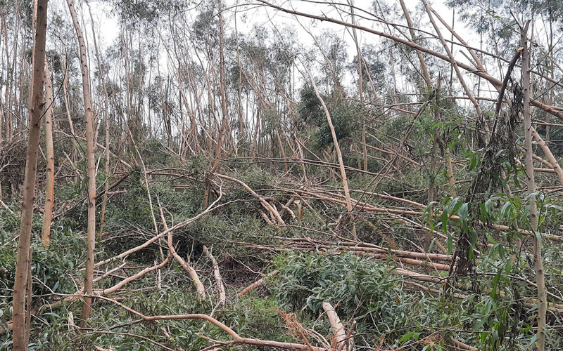  Bão số 9 quét qua khiến người trồng keo ở Quảng Ngãi bị thiệt hại nặng nề. 