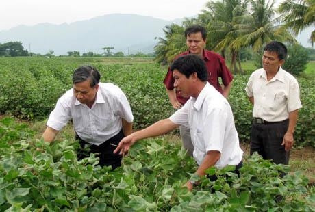 Kiểm tra cây bông vải tại trang trại mẫu huyện Ninh Sơn (Ninh Thuận). Ảnh: DOÃN ÐỨC