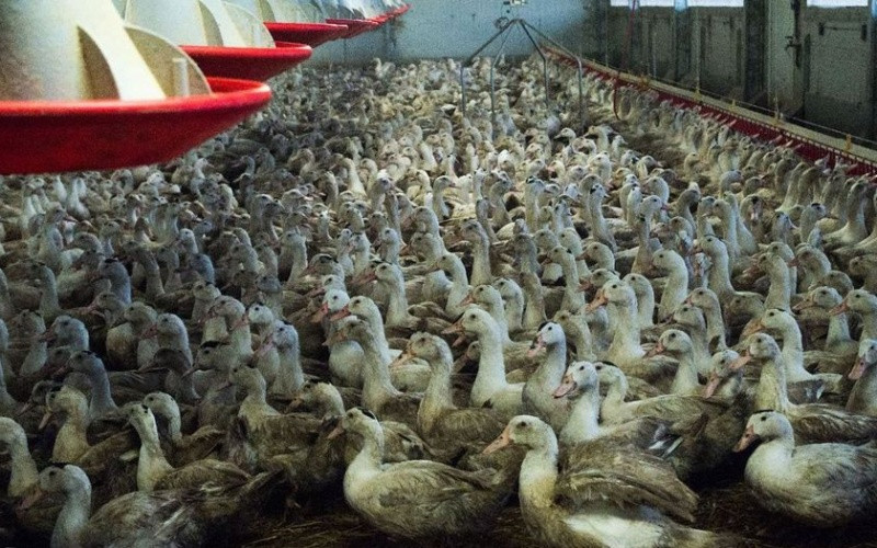 Vịt nuôi tại một trang trại. (Ảnh: LP)