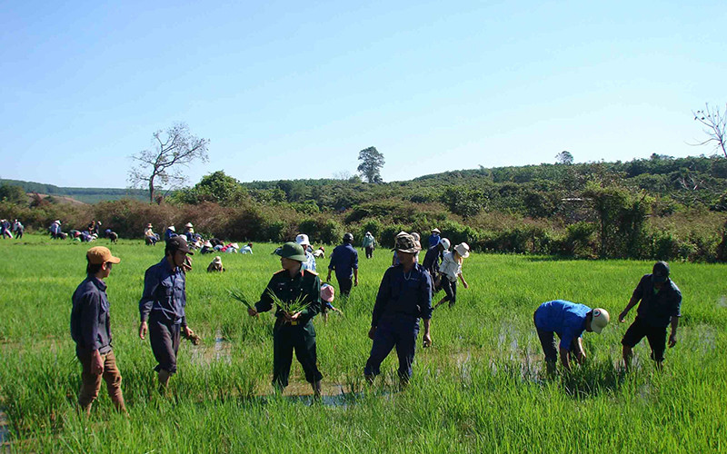 Cán bộ, công nhân Công ty 72 (Binh đoàn 15) hướng dẫn người dân làng Tung, xã Ia Nan, huyện Đức Cơ (Gia Lai) trồng lúa nước.