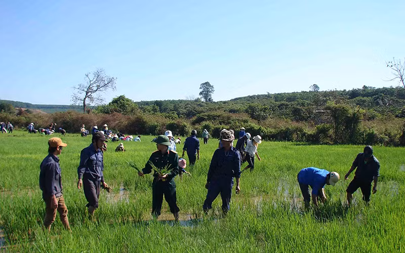 Cán bộ, công nhân Công ty 72 (Binh đoàn 15) hướng dẫn người dân làng Tung, xã Ia Nan, huyện Đức Cơ (Gia Lai) trồng lúa nước.