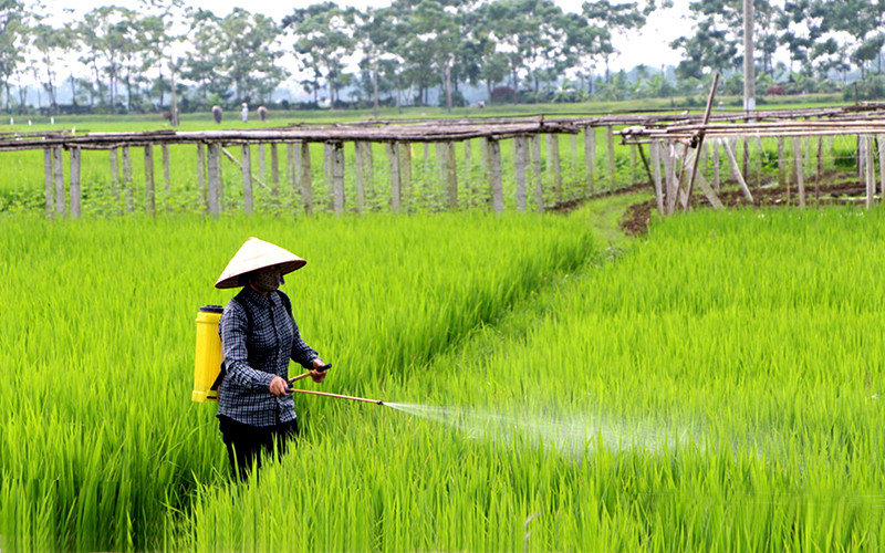 Giá vật tư nông nghiệp tăng cao ảnh hưởng trực tiếp đến người nông dân. Trong ảnh: Nông dân xã Lũng Hòa, huyện Vĩnh Tường (Vĩnh Phúc) phun thuốc trừ sâu bệnh hại lúa. Ảnh: KIỀU TRANG