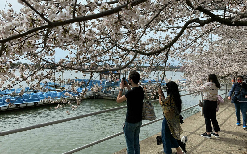 Người dân đến ngắm hoa anh đào nở sớm ở hồ Tidal Basin, thủ đô Washington DC, Mỹ (Ảnh: WTOP)
