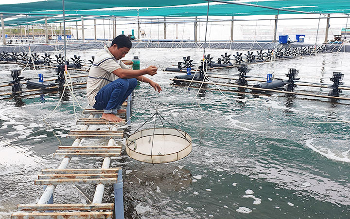 Huyện Đông Hải (tỉnh Bạc Liêu) triển khai hiệu quả tái cơ cấu ngành nông nghiệp, trọng tâm là phát triển ngành tôm phù hợp với quy hoạch của tỉnh. Trong ảnh: Mô hình nuôi tôm công nghệ cao mang lại hiệu quả kinh tế cho người dân huyện Đông Hải.