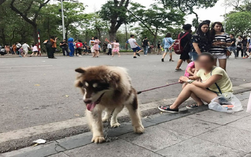 Việc ban hành Quy chế sẽ ngăn chặn hành vi đem súc vật vào phố đi bộ, gây nguy hiểm cho cộng đồng.