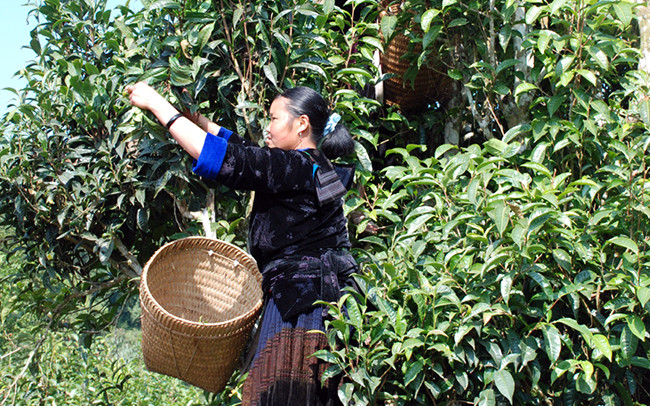 Bà con dân tộc H’Mông ở Tủa Chùa thu hái chè Shan tuyết cổ thụ.
