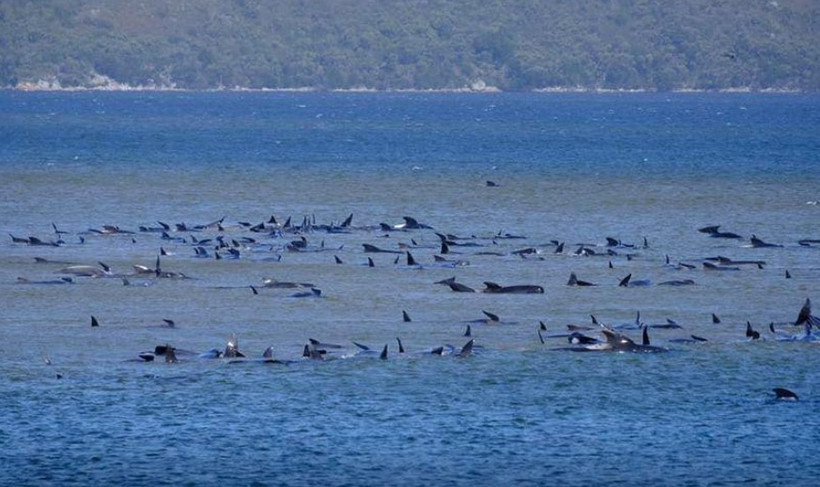 Cá voi phi tiêu bị mắc cạn ở Tasmania, Australia ngày 21-9. Ảnh: Reuters.