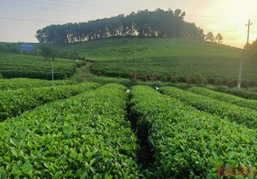 Một góc đồi chè Sông Cầu.