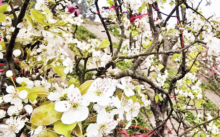 Những bông hoa lê trắng muốt khoe sắc tại chợ hoa Quảng Bá. (Ảnh: HOÀNG DƯƠNG)