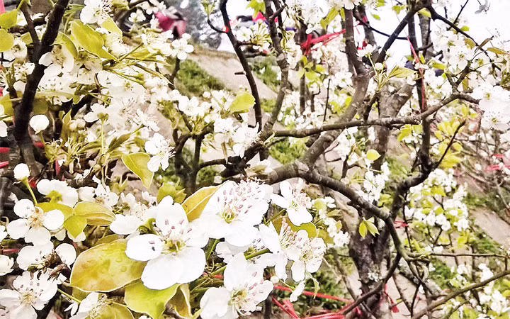 Những bông hoa lê trắng muốt khoe sắc tại chợ hoa Quảng Bá. (Ảnh: HOÀNG DƯƠNG)