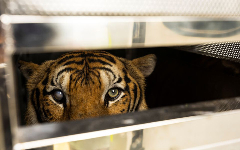 Con hổ 19 tuổi bị mù một bên mắt có tên là Rambo đang nhìn từ trong lồng trên một chiếc xe tải trên đường về trung tâm cứu hộ, sau khi được nhóm bác sĩ thú y và nhân viên của WFFT giải cứu khỏi vườn thú Phuket bị phá sản, ngày 7/6/2022 (Ảnh: REUTERS)