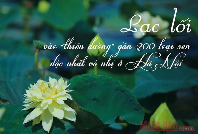 “Thiên đường” gần 200 loại sen độc nhất vô nhị ở Hà Nội