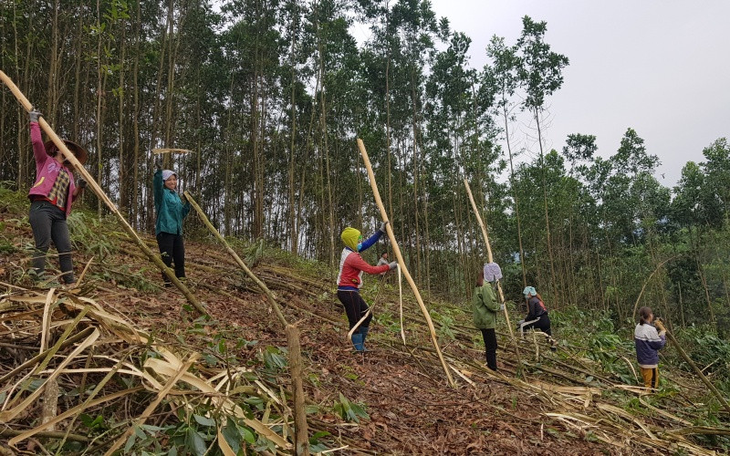 Trồng rừng giúp người dân Sơn Động thoát nghèo bền vững.