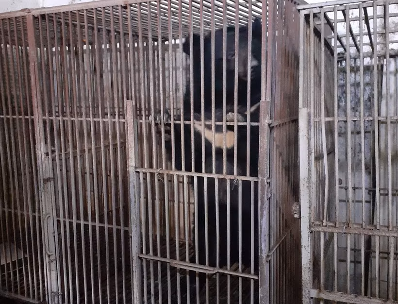 Một trong ba cá thể gấu tại nhà bà Thúy trước khi được chuyển giao. (Ảnh ENV).