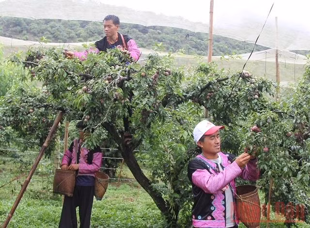 Các đội tham gia thi hái mận.