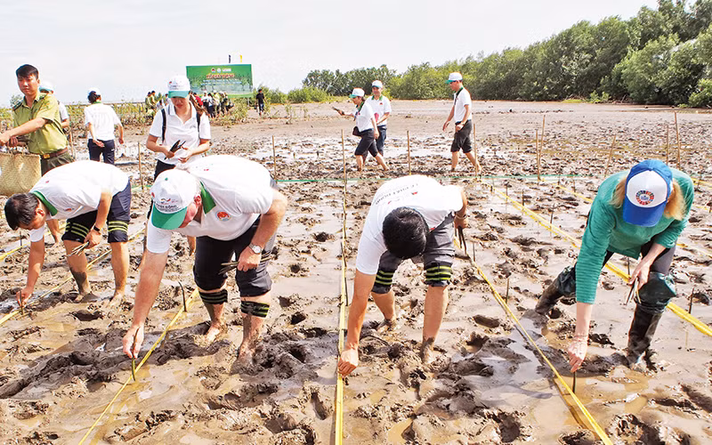 Trồng rừng ngập mặn ở huyện Trần Văn Thời (Cà Mau). 