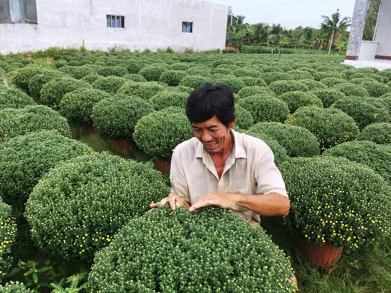 Người dân chăm sóc hoa cúc mâm xôi chuẩn bị bán Tết.
