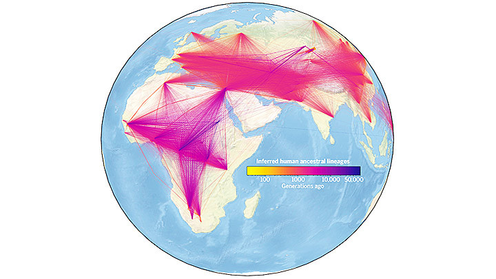 Hình ảnh minh họa cho cây phả hệ của nhân loại. Ảnh: DAILY MAIL