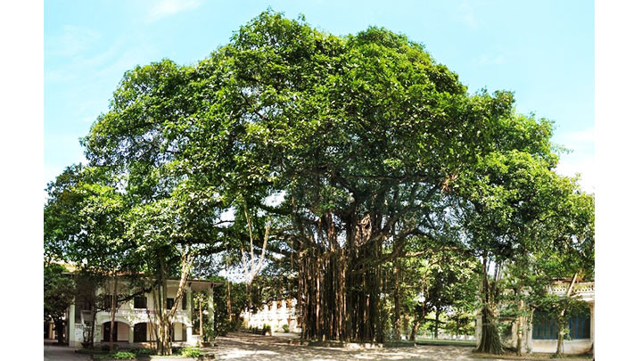 Cây Đa cổ thụ tại Tòa soạn Báo Nhân Dân, 71 Hàng Trống (Hoàn Kiếm, Hà Nội), chứng nhân của nhiều thế hệ làm báo trưởng thành... Ảnh: nhandan.com.vn