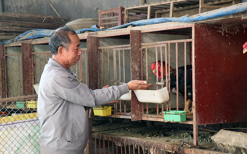 Gà Hồ được nuôi theo phương pháp dân dã, tự nhiên, chủ yếu bằng thóc gạo, cho thịt hồng, thơm, có giá trị kinh tế cao.