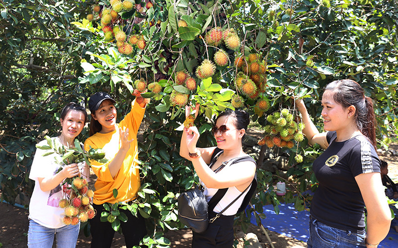 Vườn cây ăn trái của nông dân xã Lâm Sơn, huyện Ninh Sơn, tỉnh Ninh Thuận thu hút khách du lịch đến tham quan. Ảnh: NGUYỄN TRUNG