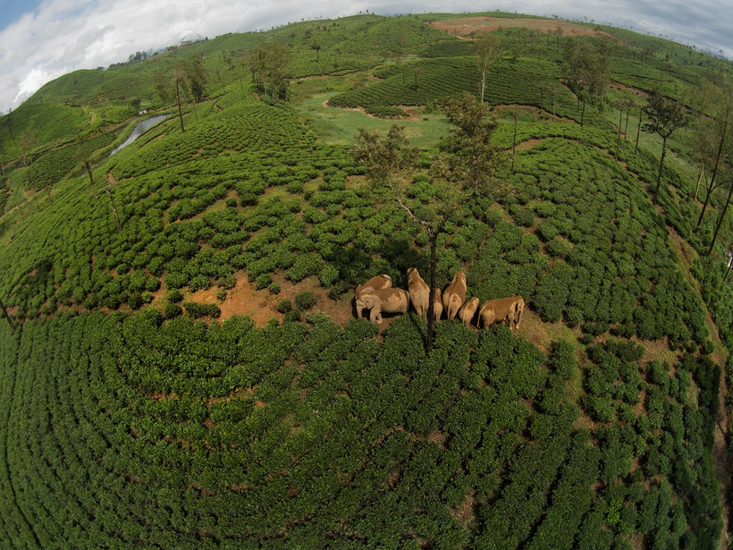 Xung đột xảy ra khi con người và động vật hoang dã sống gần nhau. Ảnh: Kalyan Varma.