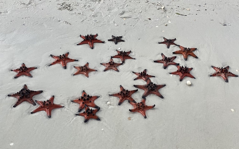Sao biển tại Rạch Vẹm có hình dáng và màu sắc đẹp lạ.