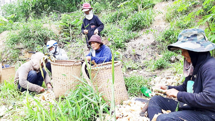 Đồng bào vào rừng hái rau góp gửi người dân vùng tâm dịch. Ảnh: LÊ ĐỨC DŨNG