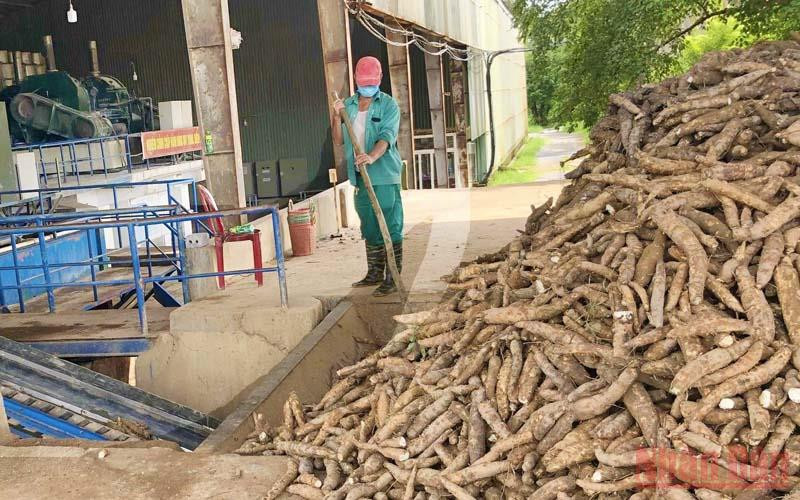 Các nhà máy chế biến tinh bột sắn tại Quảng Bình bắt đầu hoạt động trở lại.