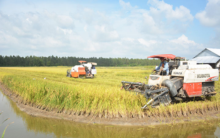 Mô hình trồng lúa-tôm kết hợp ở vùng đệm U Minh Thượng, xã An Minh Bắc, huyện U Minh Thượng (Kiên Giang).