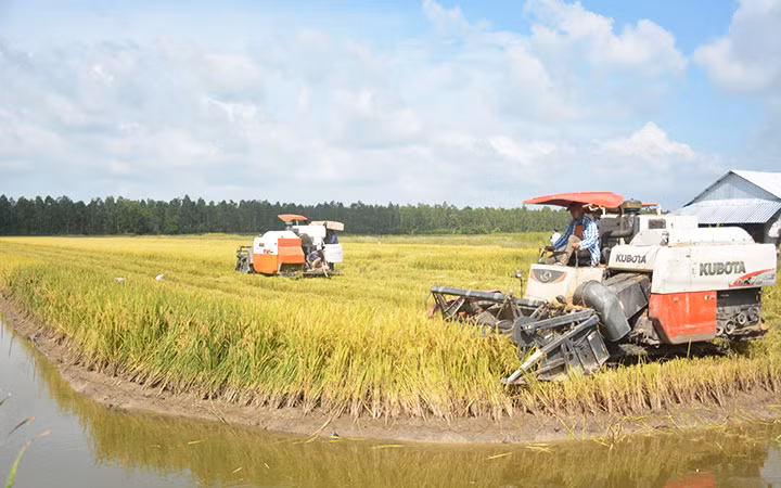 Mô hình trồng lúa-tôm kết hợp ở vùng đệm U Minh Thượng, xã An Minh Bắc, huyện U Minh Thượng (Kiên Giang).