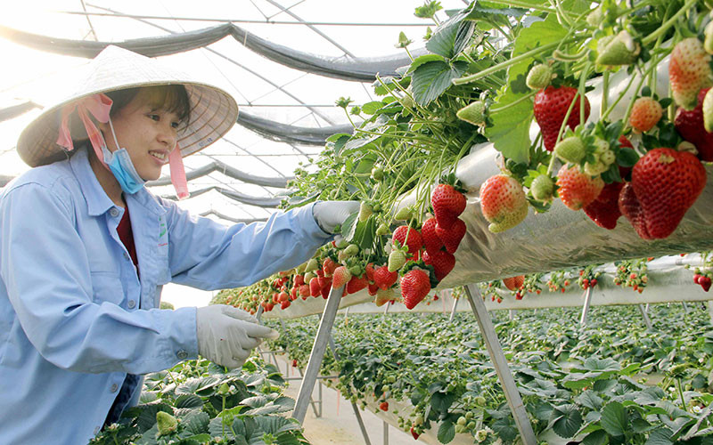 Sản xuất dâu tây công nghệ cao tại Ðà Lạt.