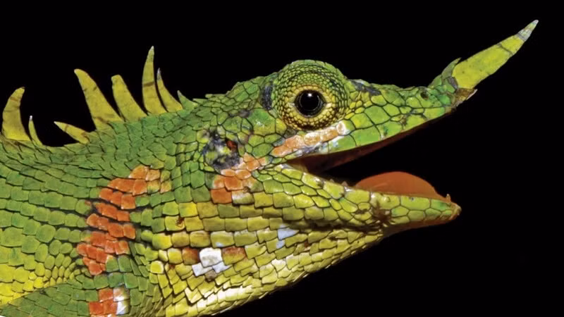 Loài thằn lằn rồng mũi mọc sừng được phát hiện lần cuối vào năm 1891, tưởng đã biến mất hoàn toàn trước khi tìm thấy lại vào năm 2018 trong khu rừng ở Bắc Sumatra. Ảnh: C.A.Putra