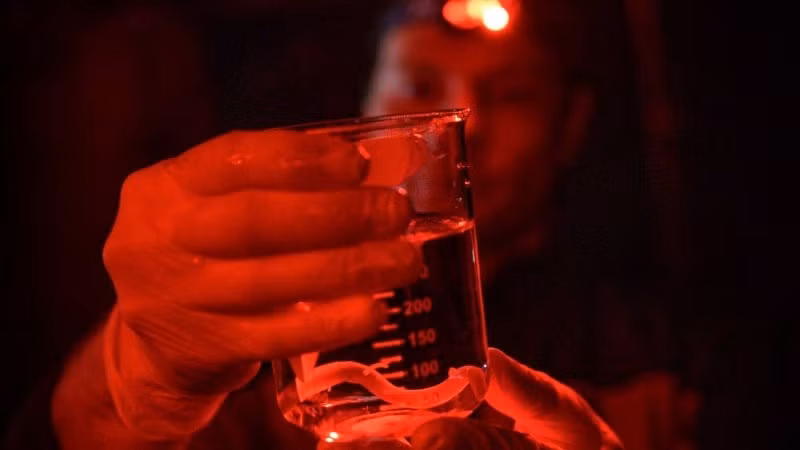 Trứng rồng Olm hiếm hoi nở vào năm 2016. Ảnh: Postojnsk.