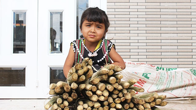 Những bó đọt mây rừng mới mang về nhà.