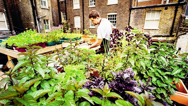 Các đầu bếp cũng là thầy thuốc đặc biệt. Ảnh: WORLD CHEF