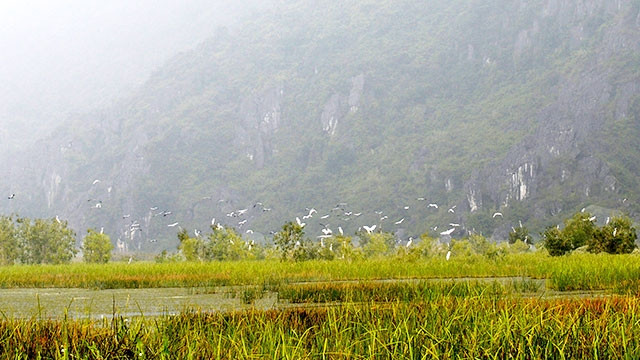 Đàn cò trên vùng ngập mặn đầm Vân Long.