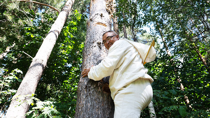 Ông Fanis trèo lên cây kiểm tra tổ ong.