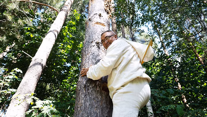 Ông Fanis trèo lên cây kiểm tra tổ ong.
