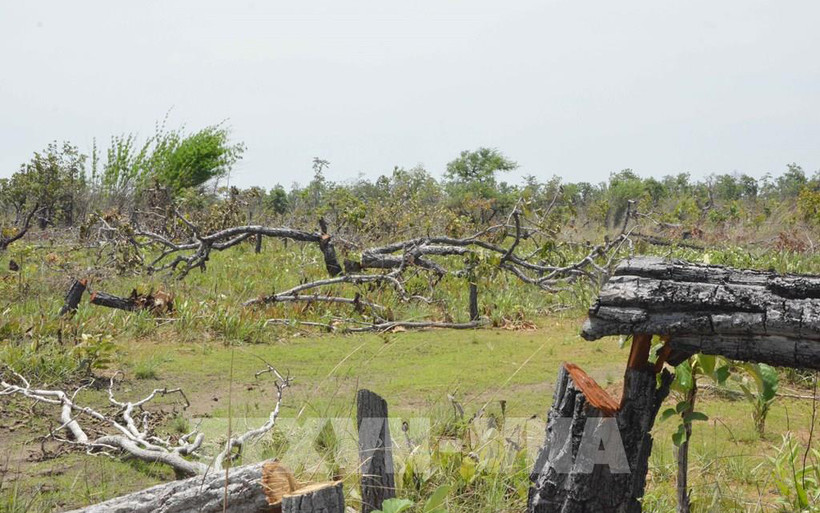 Hiện trường vụ phá rừng tại Tiểu khu 205, các vết cắt còn khá mới. (Nguồn: TTXVN)