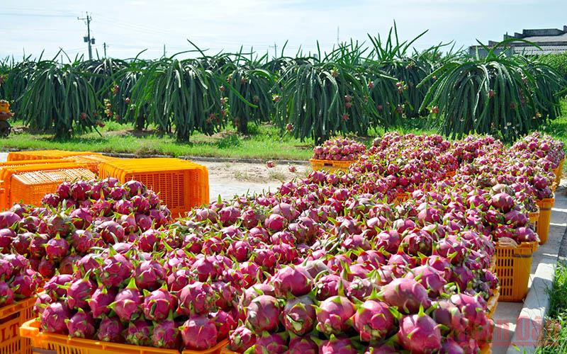 Phía Trung Quốc thông báo ngừng nhập khẩu thanh long từ 0 giờ ngày 29/12 đến 24 giờ ngày 26/1/2022.